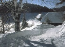 Winter in the Black Forest